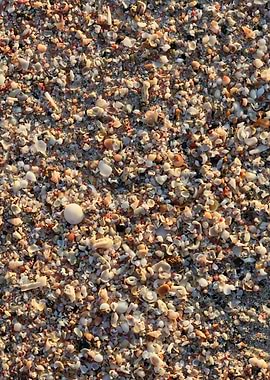 Shells backgroun Elafonisi