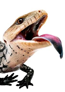 Australasian Blue tongued