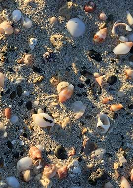 Shells backgroun Elafonisi