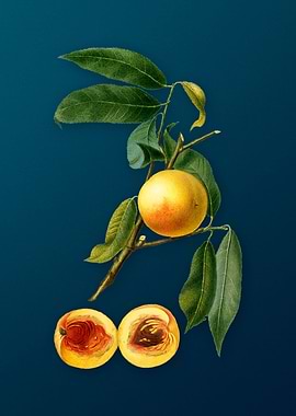 Vintage Peach Fruit Poster