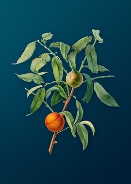 Vintage Peach Fruit Poster