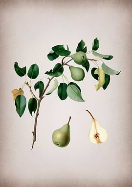 Vintage Pear Fruit Poster