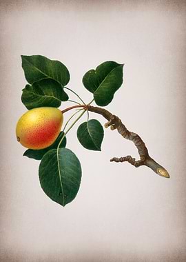 Vintage Pear Fruit Poster