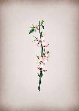 Vintage Peach Flower Fruit