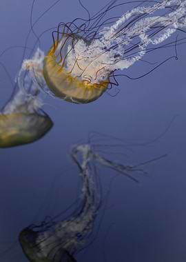 Jellyfish soirees