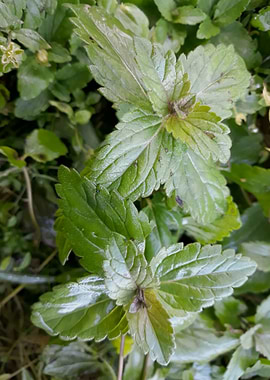 Green plants in the fall