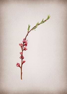 Vintage Peach Blossom Art