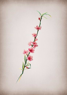 Vintage Peach Blossom Frui