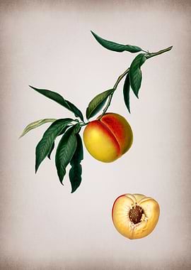 Vintage Peach Fruit Art