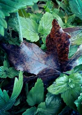 Brown autumn leaf