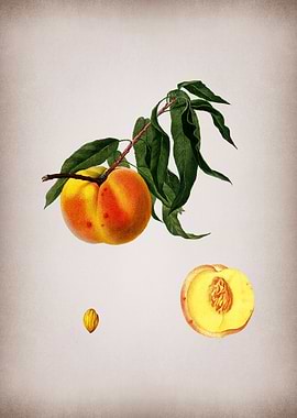 Vintage Peach Fruit Art