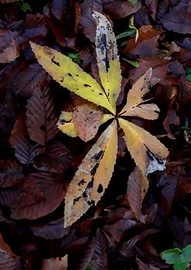 Autumn brown leaves