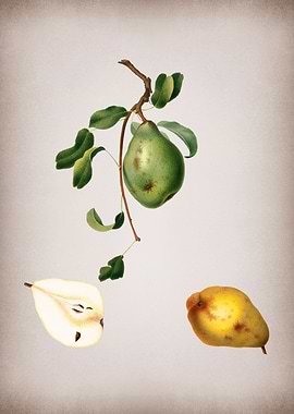 Vintage Pear Fruit Poster
