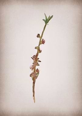 Vintage Peach Flower Fruit