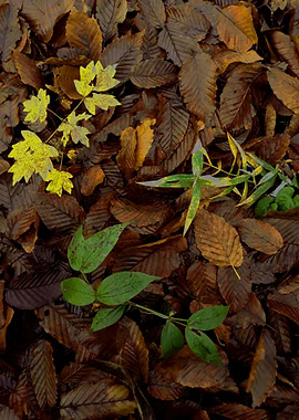 Forest leaves in the fall