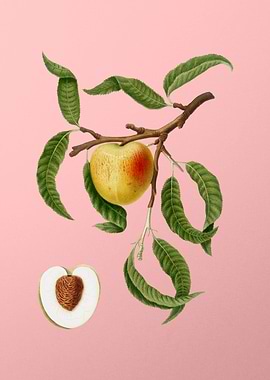 Vintage Peach Fruit Poster