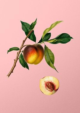 Vintage Peach Fruit Poster