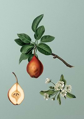 Vintage Pear Fruit Poster