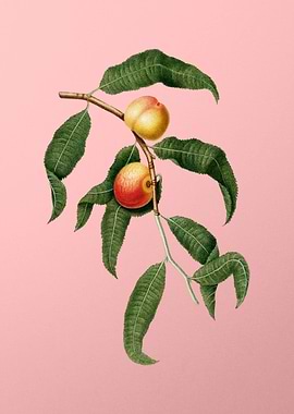 Vintage Peach Fruit Poster
