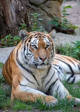 Wild Tiger Animal