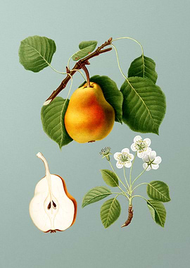 Vintage Pear Fruit Poster