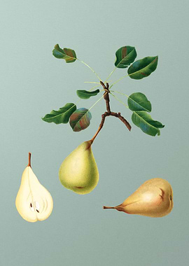 Vintage Pear Fruit Poster