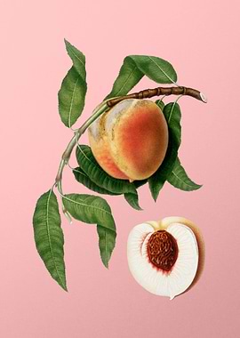 Vintage Peach Fruit Poster