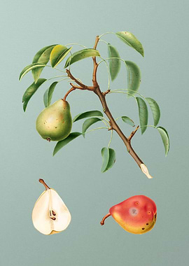 Vintage Pear Fruit Poster