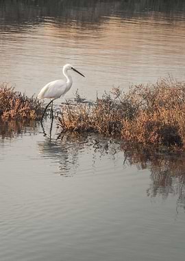 Little Egret 1 - Ile de Ré