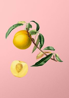 Vintage Peach Fruit Poster