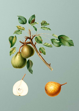 Vintage Pear Fruit Poster