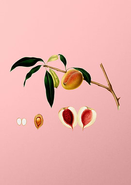 Vintage Peach Fruit Poster