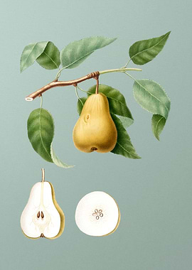 Vintage Pear Fruit Poster