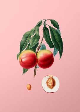 Vintage Peach Fruit Poster