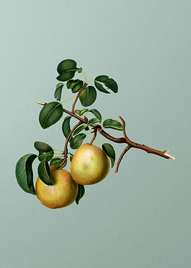 Vintage Pear Fruit Poster