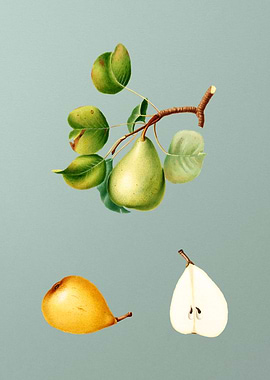 Vintage Pear Fruit Poster