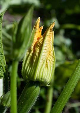 fleur de courgette