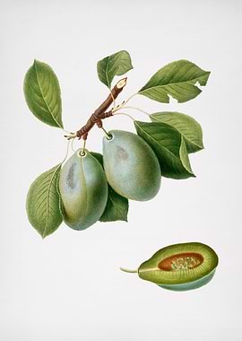 Vintage Plum Fruit Posters