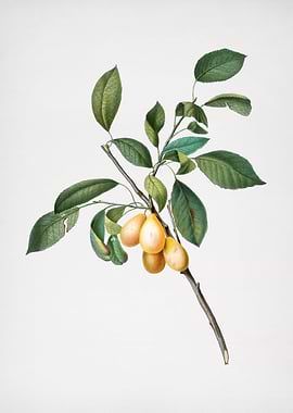 Vintage Plum Fruit Posters
