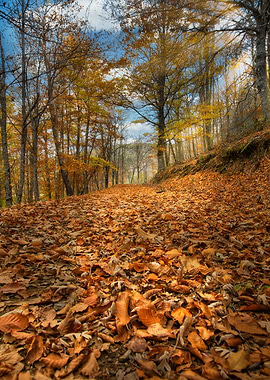 Autumn in the beech forest