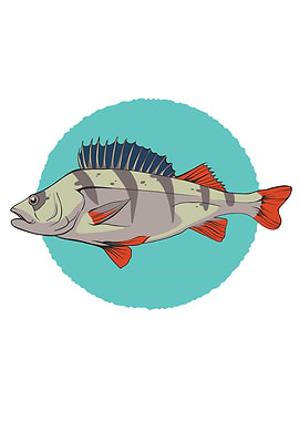 Flussbarsch Fish Fishing