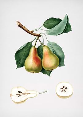 Vintage Pear Fruit Poster