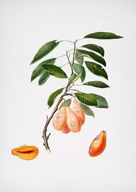 Vintage Plum Fruit Posters