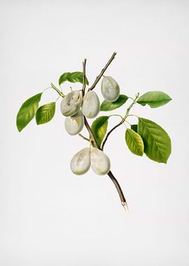 Vintage Plum Fruit Posters