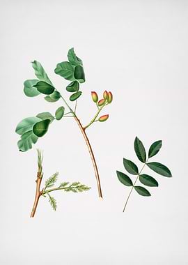 Vintage Pistachio Fruit