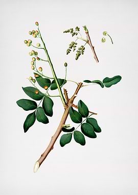 Vintage Pistachio Fruit