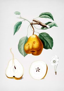 Vintage Pear Fruit Poster