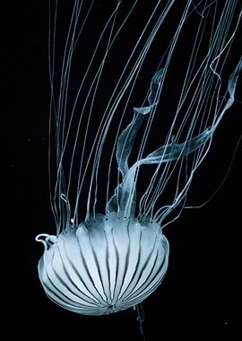 Stark Jellyfish
