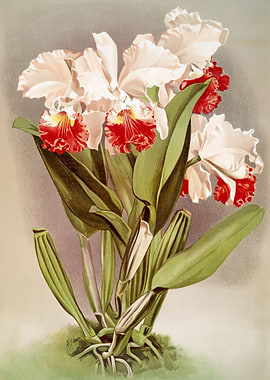 Cattleya Mendelii Orchid