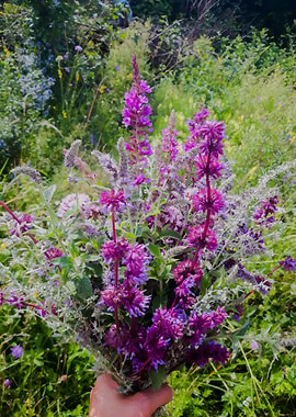 Purple mint fresh bouquet